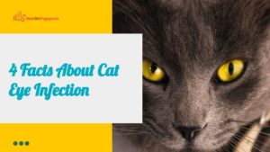4 Facts about Cat Eye Infection