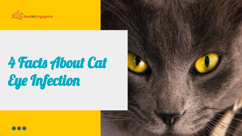 4 Facts about Cat Eye Infection