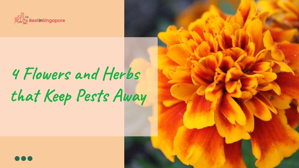 4 Flowers and Herbs That Keep Pests Away