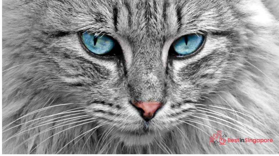 A cat eye infection needs veterinary attention ASAP