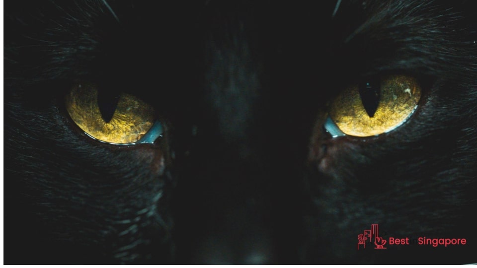 Any cat breed can get an eye infection