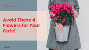 Avoid these 4 flowers for your cat!