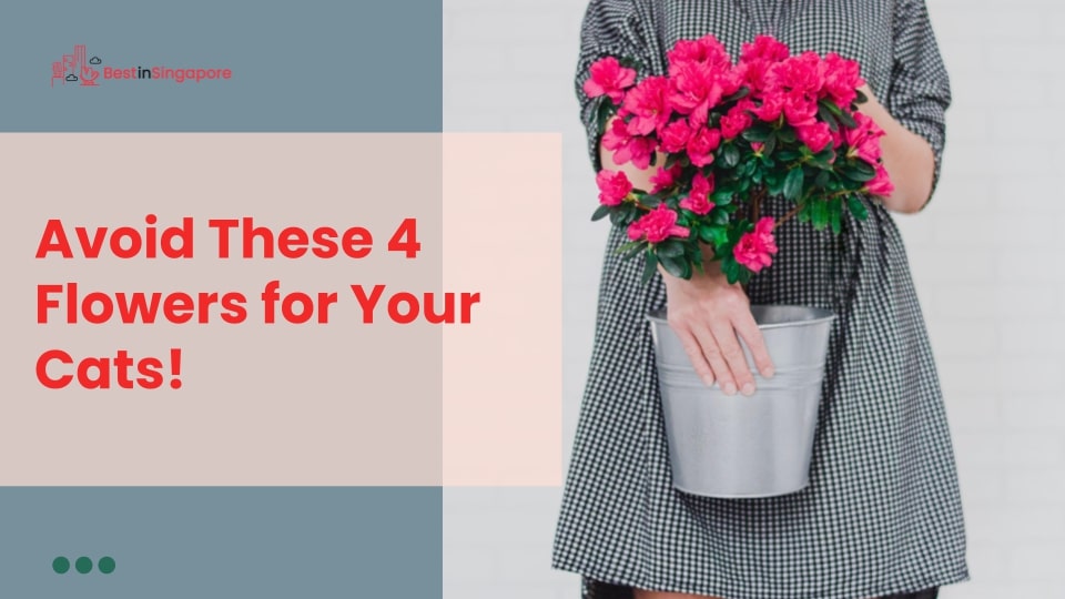 Avoid these 4 flowers for your cat!