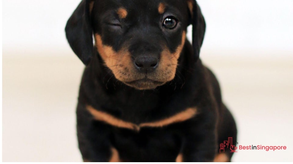 Baby canine teeth erupt at 4 to 5 weeks old