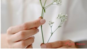 Baby’s Breath