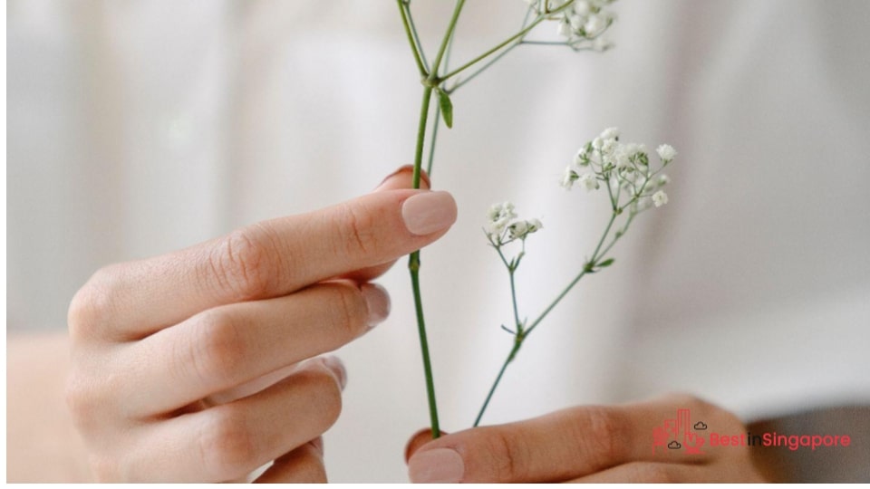 Baby’s Breath