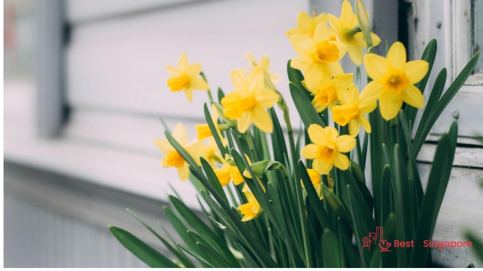 Daffodils