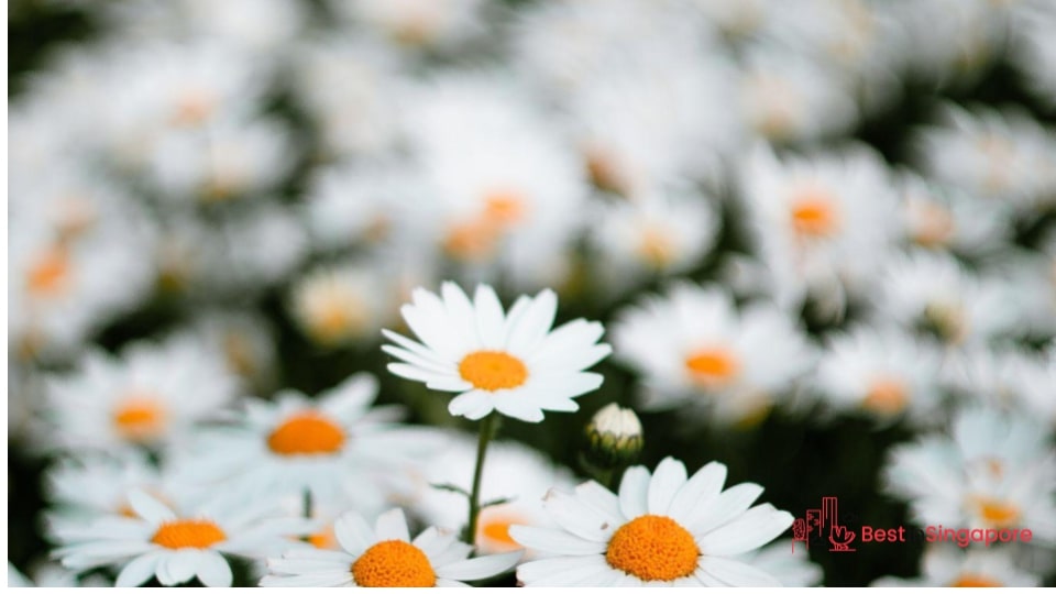 Daisies for Innocence