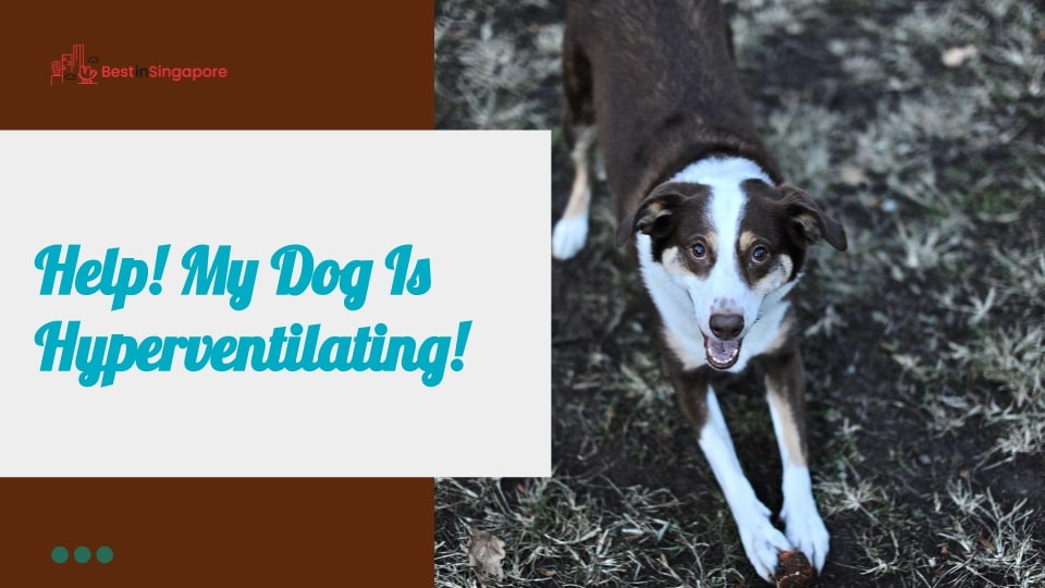 Help! My dog is hyperventilating!