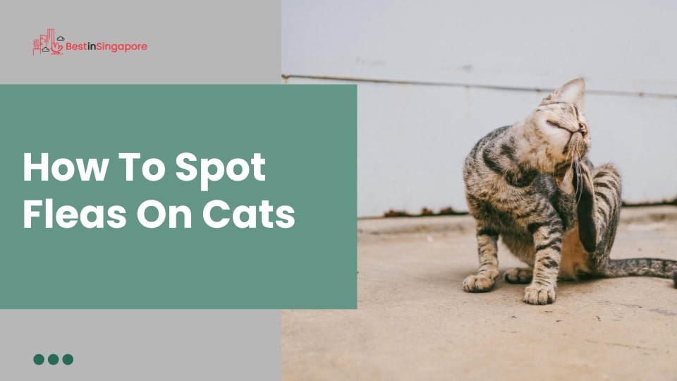 How to Spot Fleas on Cats