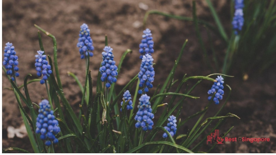 Hyacinths