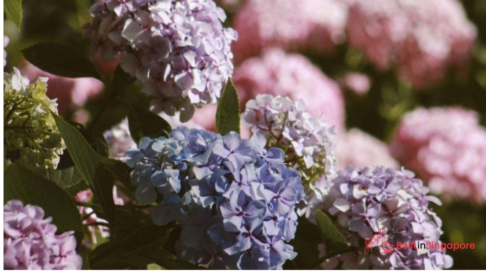 Hydrangea for a Natural Bouquet