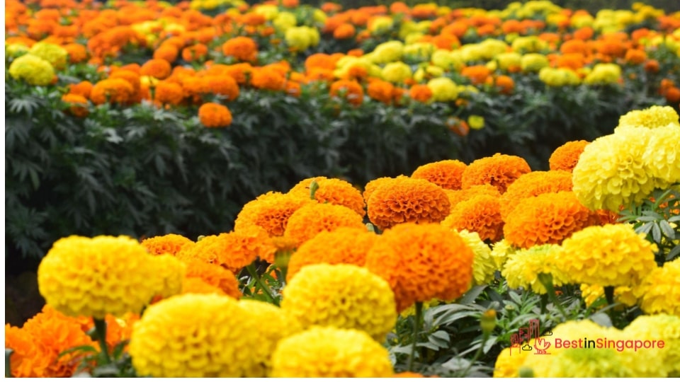 Marigold