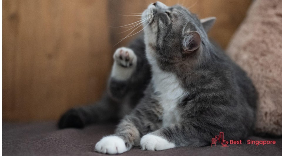 Observe if your cat is extra itchy