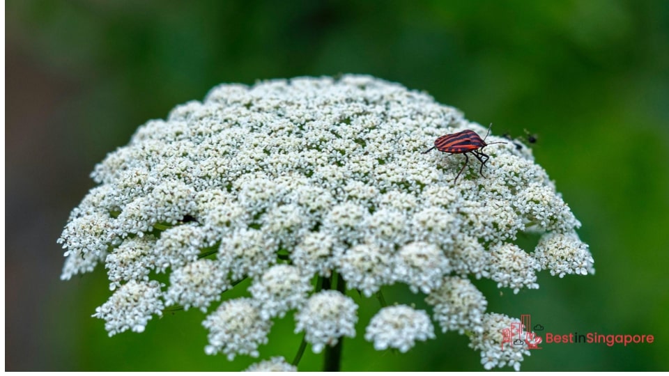 Queen Anne’s Lace