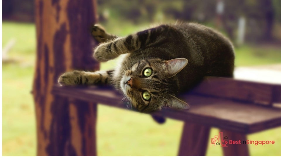 Spot flea poop on your cat’s fur