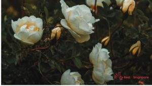 Spray Roses