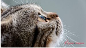 There are effective and doable ways to prevent cat eye infections
