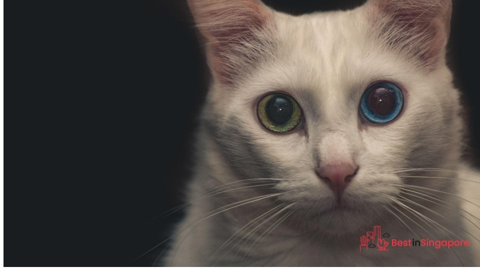 There are several noticeable symptoms of cat eye infection