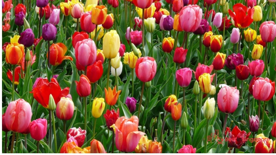 Tulips