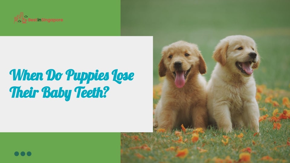When do puppies lose their baby teeth