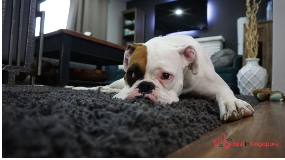 Your dog could be experiencing a lot of stress