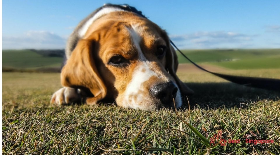 Your dog could be overheated