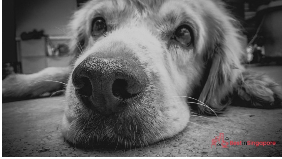 Your dog could have heart or nerve issues