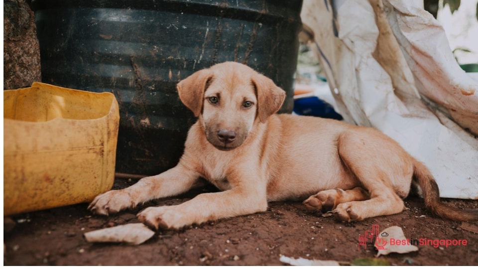 Your dog could have ingested something toxic