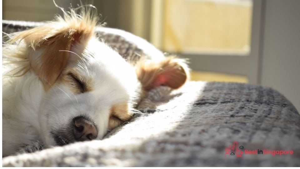 You’re allergic to pet hair or dander