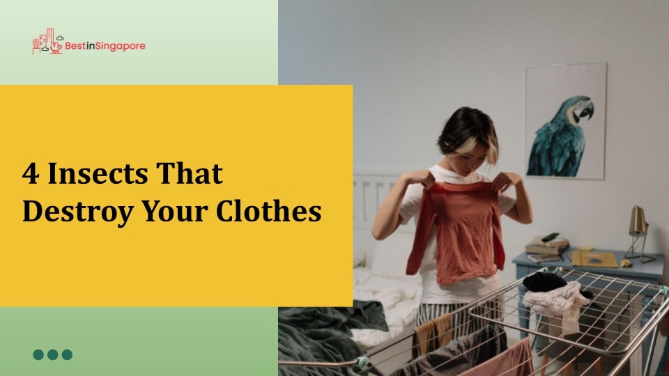 4 Insects That Destroy Your Clothes