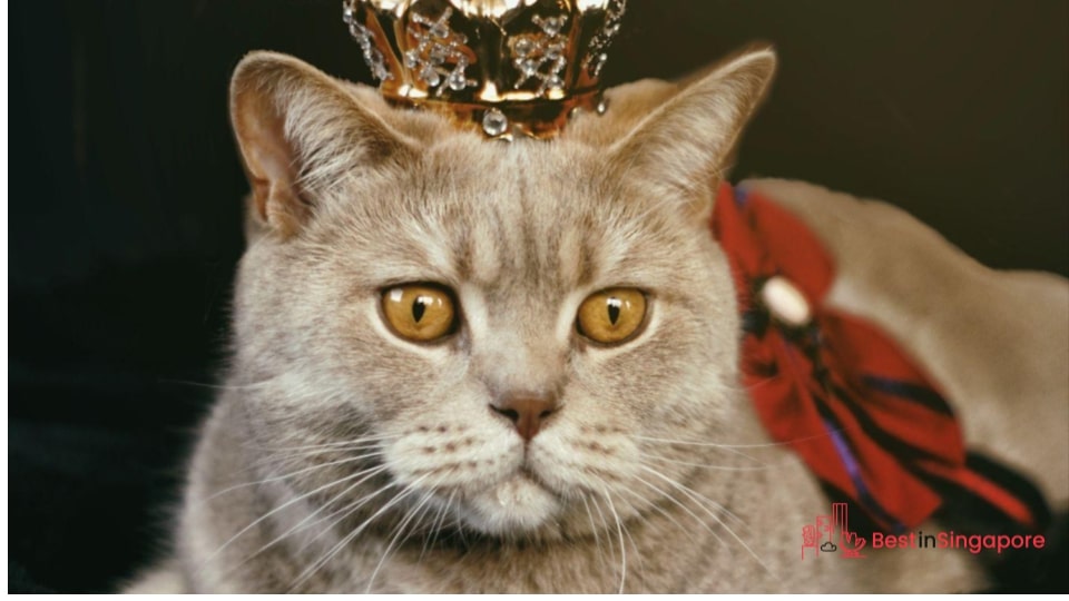 Annually for Adult Cats