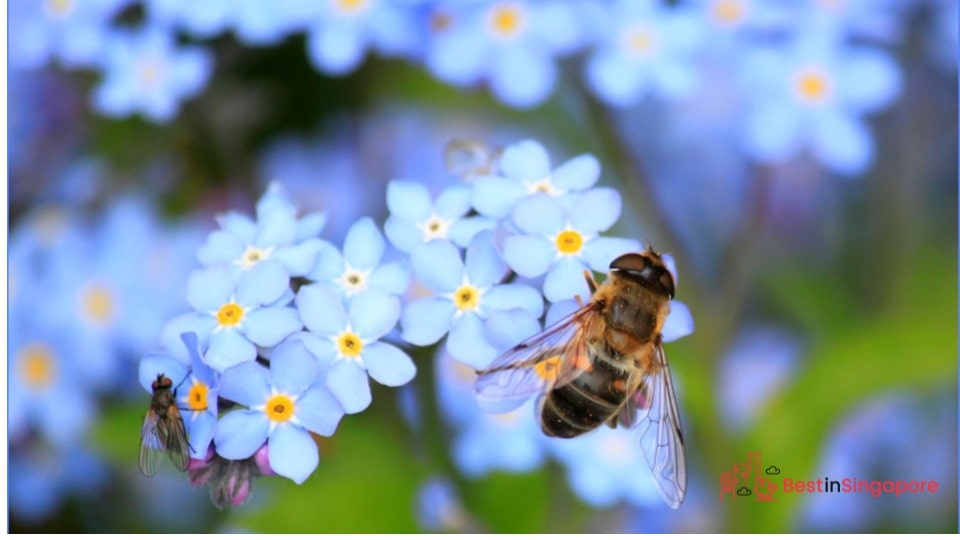 Avoid plants that attract insects