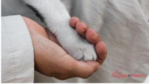 Cat Welfare Society