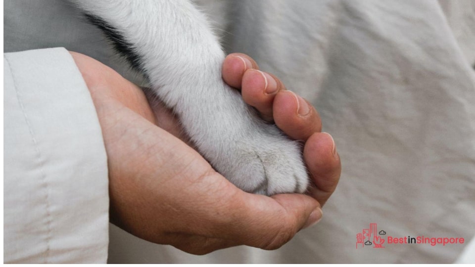 Cat Welfare Society