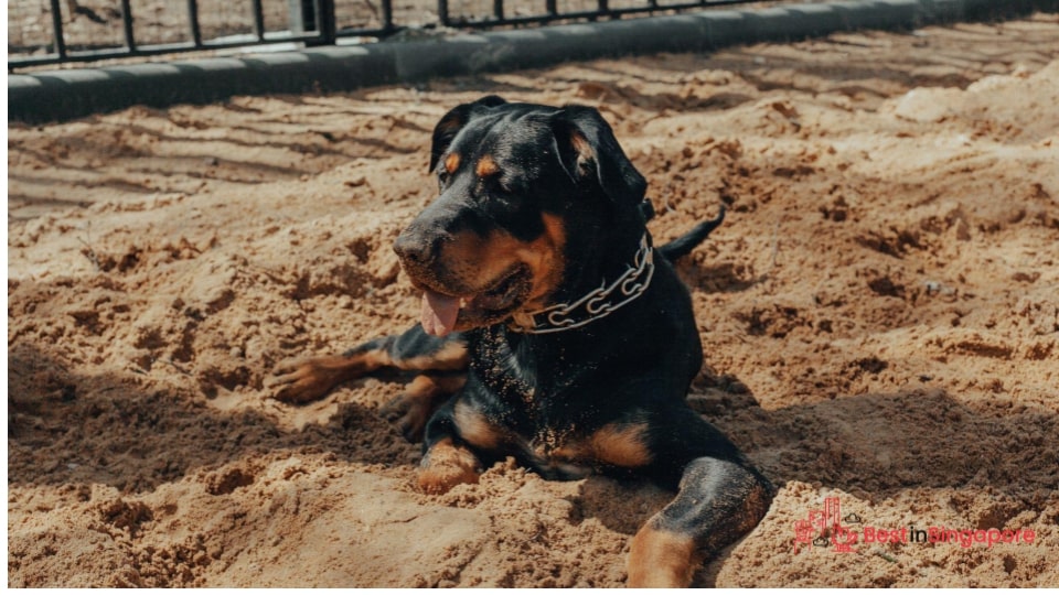 Close the crate door when your dog has fully trusted the process