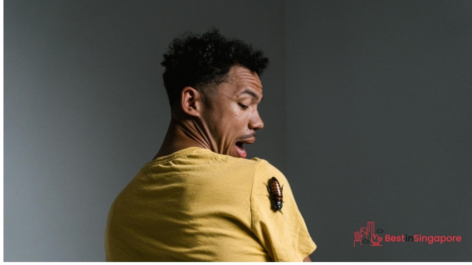 Cockroaches