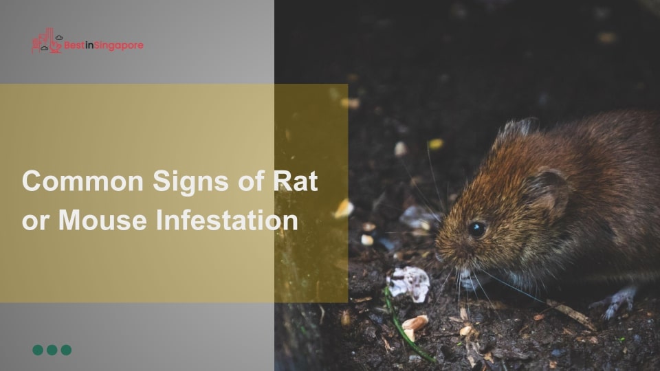 Common Signs of Rat or Mouse Infestation