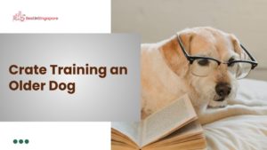 Crate Training an Older Dog