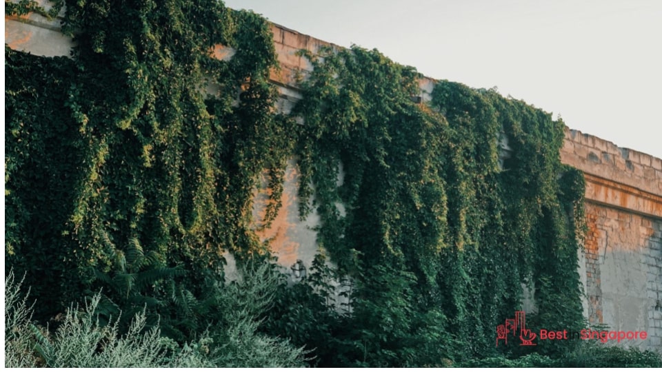 Forgetting to Trim the Hedges