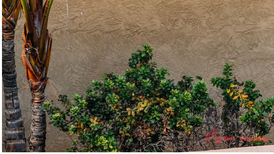 Get indigenous plants instead of exotic ones