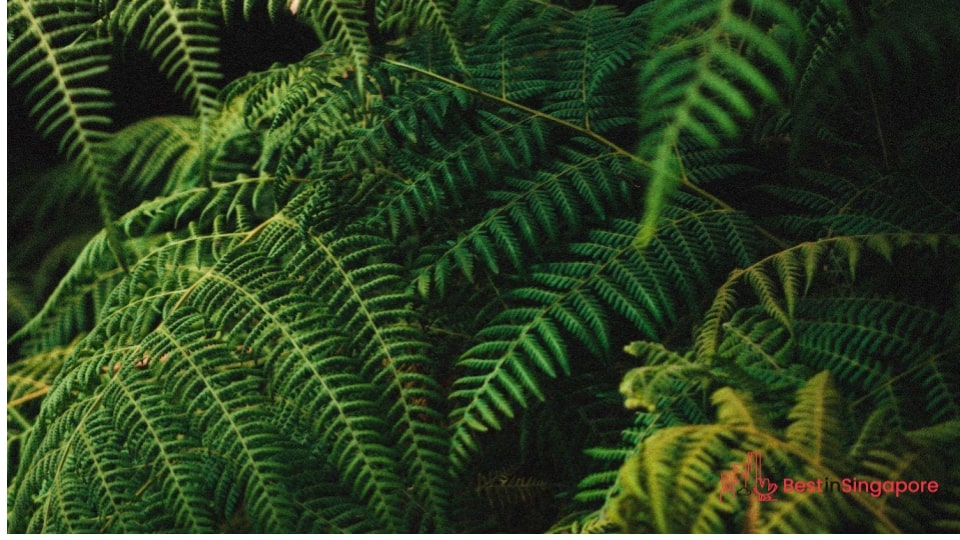 Go for evergreens and low-maintenance plants