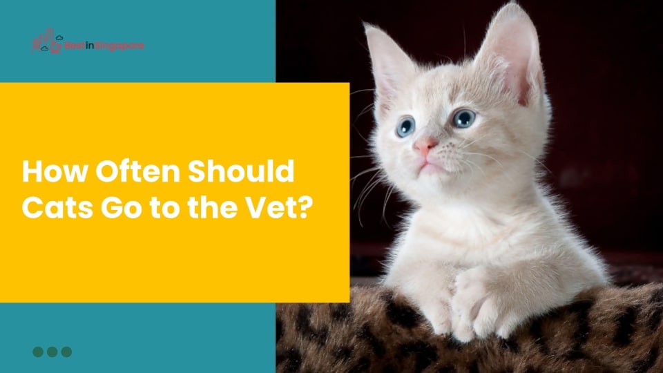 How often should cats go to the vet