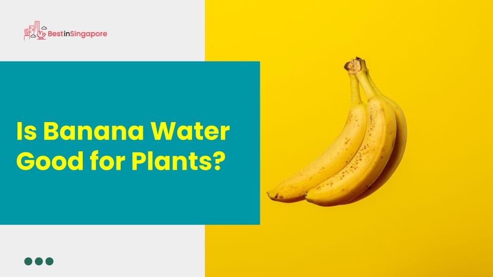 Is banana water good for plants