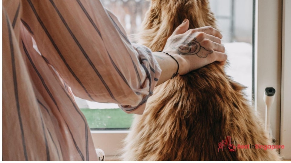 Keep your pets indoors as much as possible