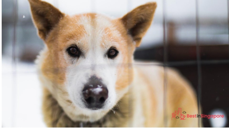 Observe how your dog reacts to the crate