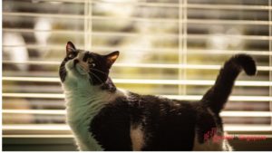 Pet-friendliness