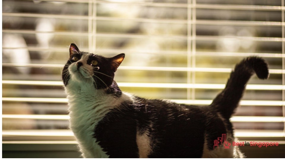 Pet-friendliness