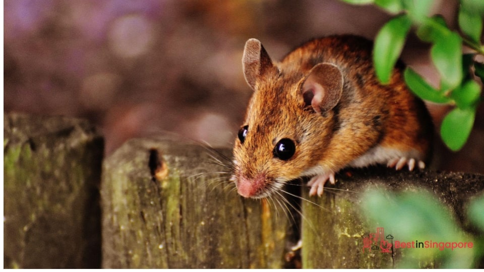 Rodent Droppings near Cupboards and Food Pantries