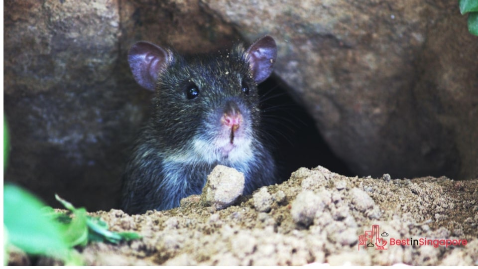 Rodent Nests from Paper, Fabric, and Other Discards